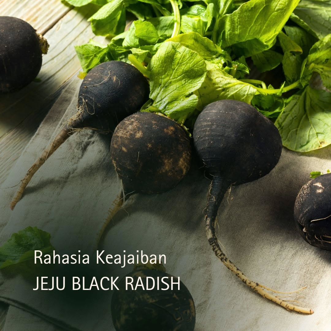 Jeju Black Radish