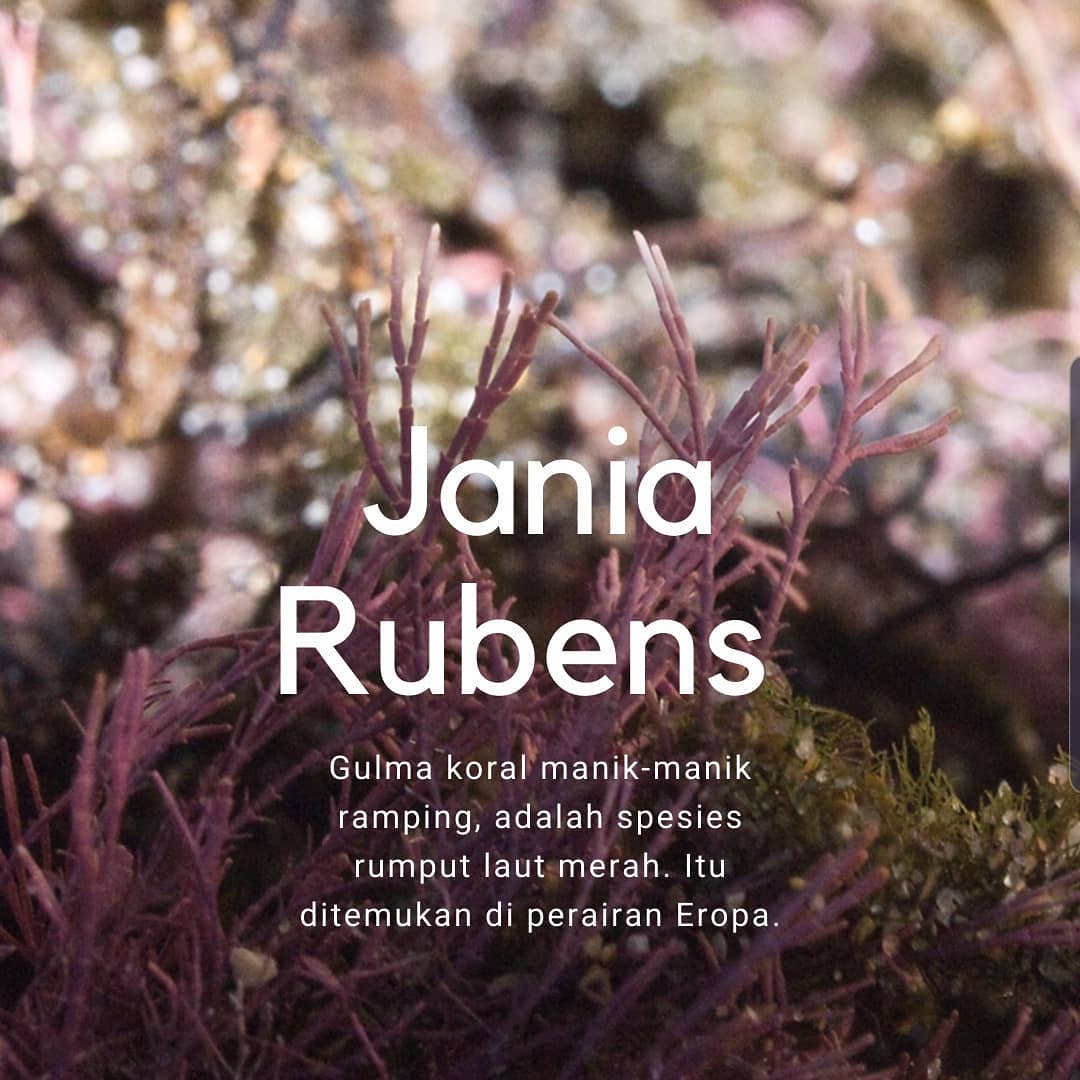 Jania Rubens Perawatan Anti Aging Jania Rubens Perawatan Anti Aging