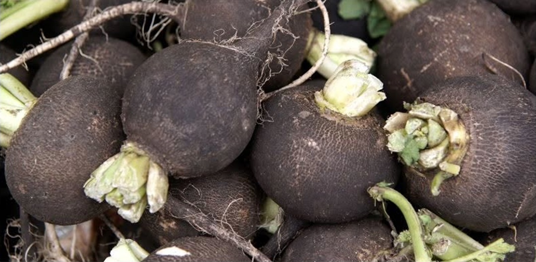 Jeju Black Radish