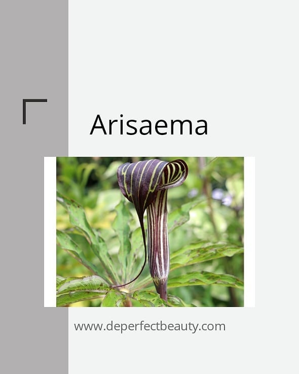 arisaema salah satu kandungan mahal