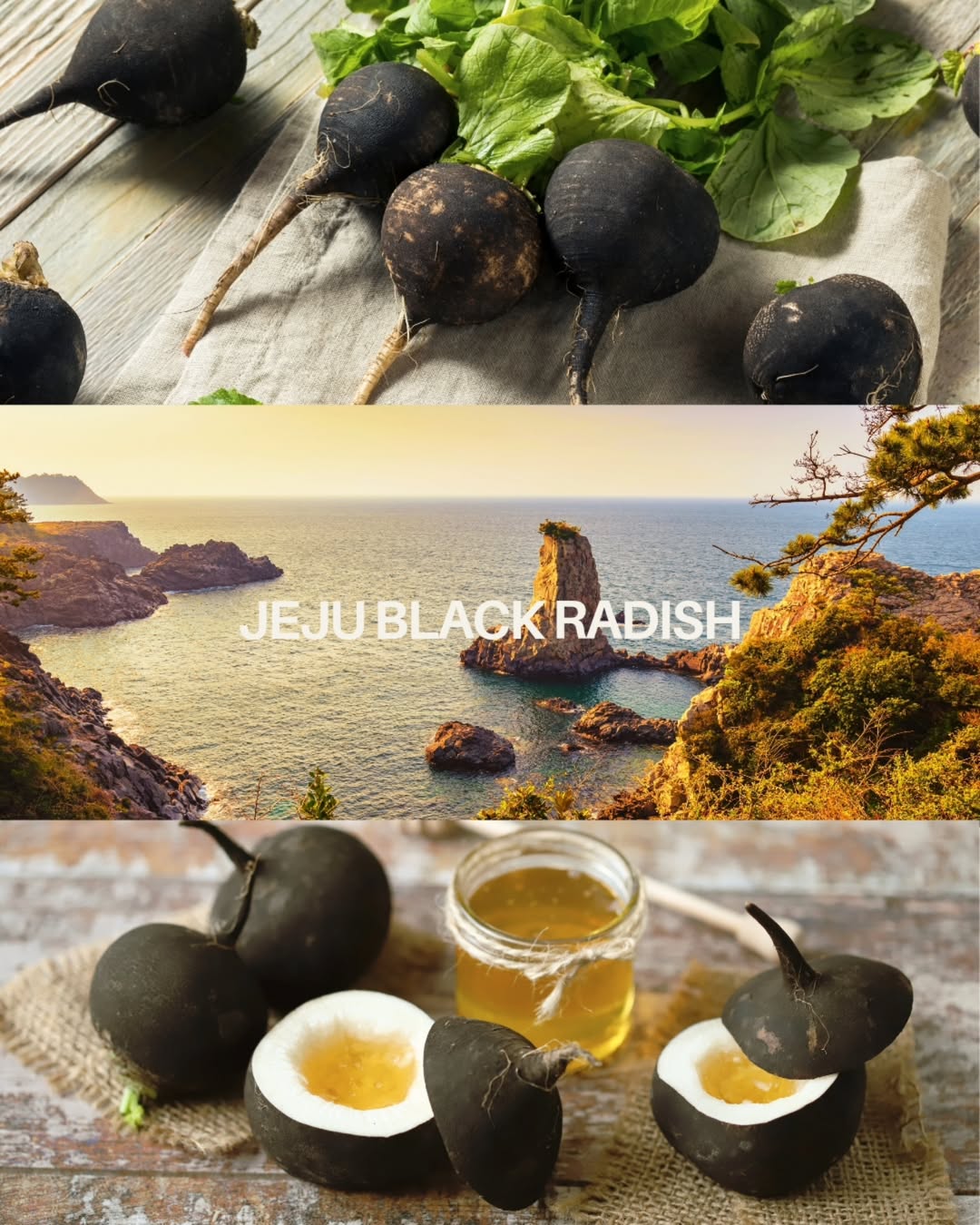 Manfaat jeju black radish Manfaat jeju black radish