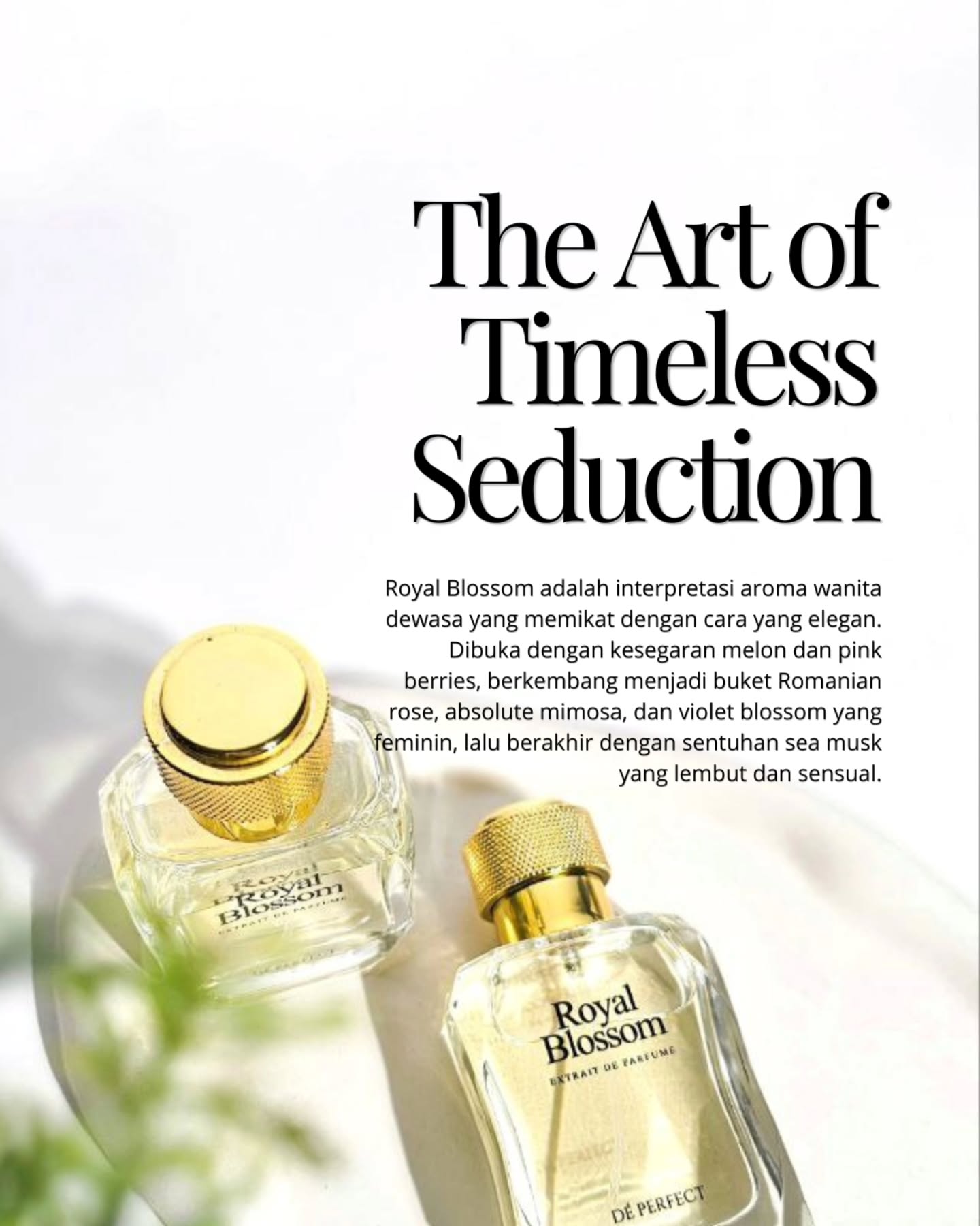 Royal blossom interpretasi aroma perempuan dewasa